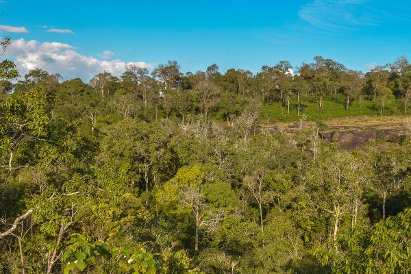 Tipos de selvas - Selva subhúmeda