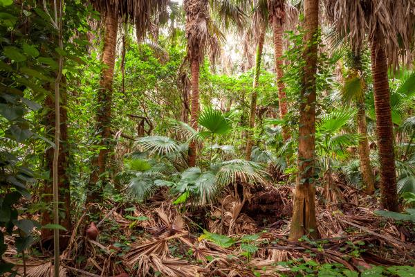 Tipos de selvas - Selva subtropical