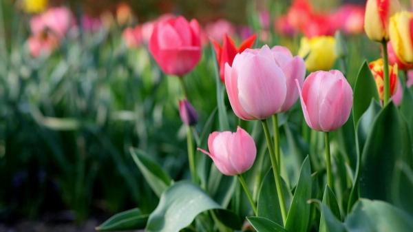 Renueva tu jardín esta primavera: 10 consejos fáciles para hacerlo florecer y llenarlo de vida - Siembra y trasplante: la magia de la primavera