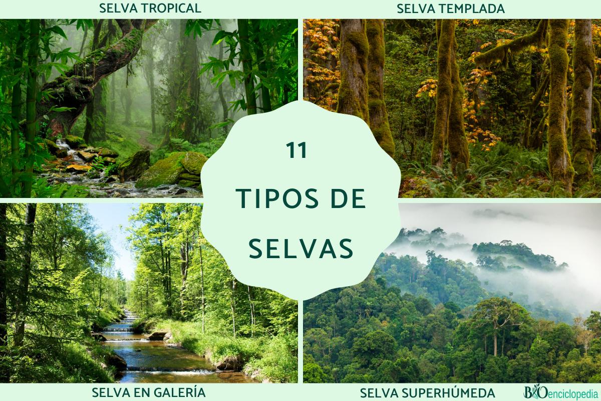 Tipos de selvas