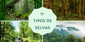 Tipos de selvas