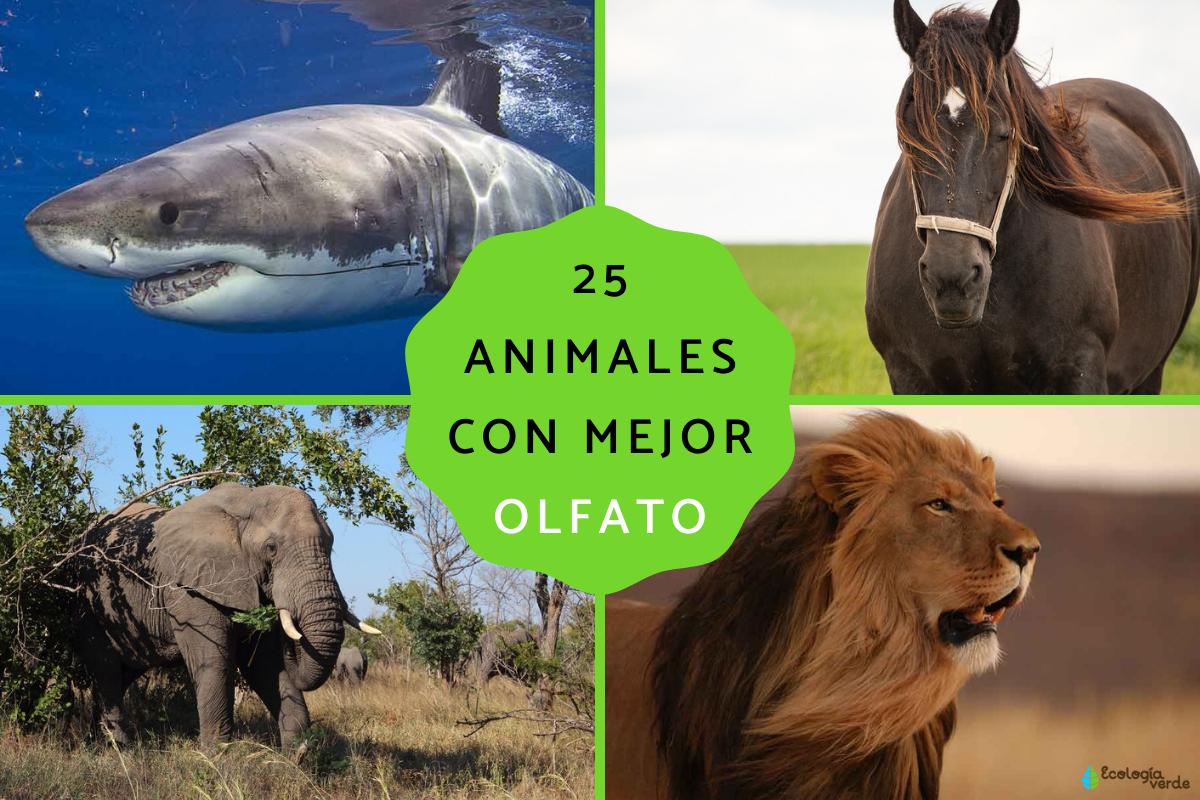 Animales con mejor olfato