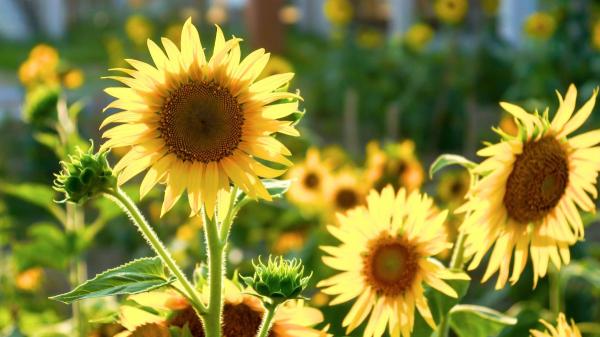 Mayo es el mes perfecto para plantar girasoles y que crezcan espectaculares gracias a estos cuidados - Cuántas horas de sol necesitan los girasoles para crecer sanos