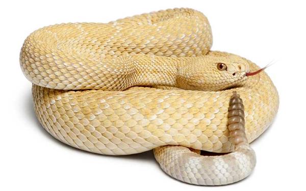 Serpiente de cascabel - Hábitat de la serpiente de cascabel