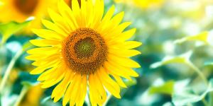 Mayo es el mes perfecto para plantar girasoles y que crezcan espectaculares gracias a estos cuidados