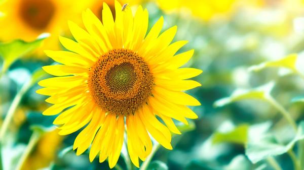 Mayo es el mes perfecto para plantar girasoles y que crezcan espectaculares gracias a estos cuidados