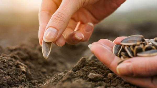 Mayo es el mes perfecto para plantar girasoles y que crezcan espectaculares gracias a estos cuidados - No siembres una sola semilla: así aumentas el éxito de germinación