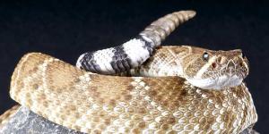 Serpiente de cascabel