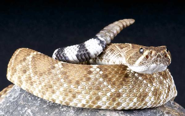 Serpiente de cascabel