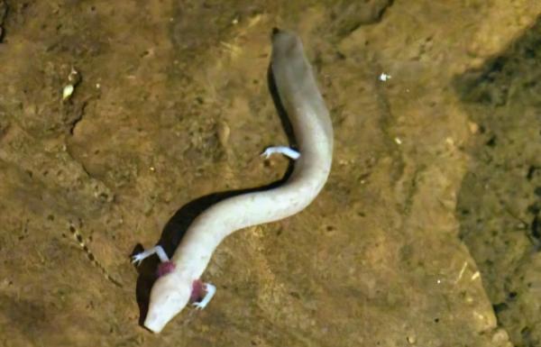 Olm o proteo - Características del olm