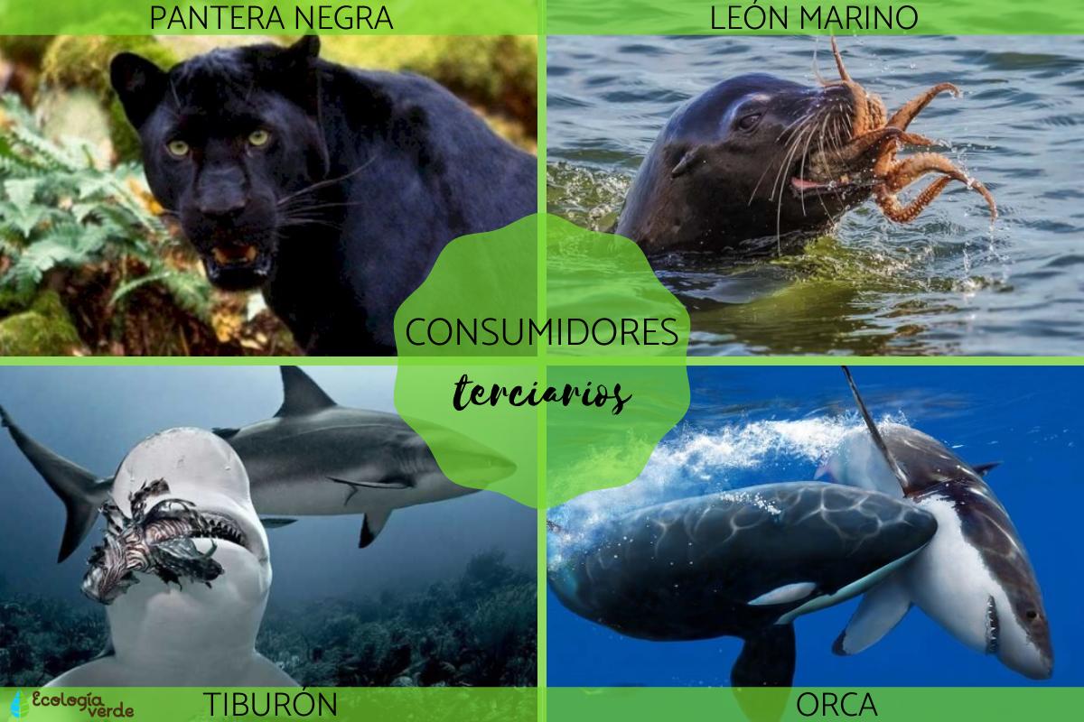 Consumidores terciarios: qué son y ejemplos