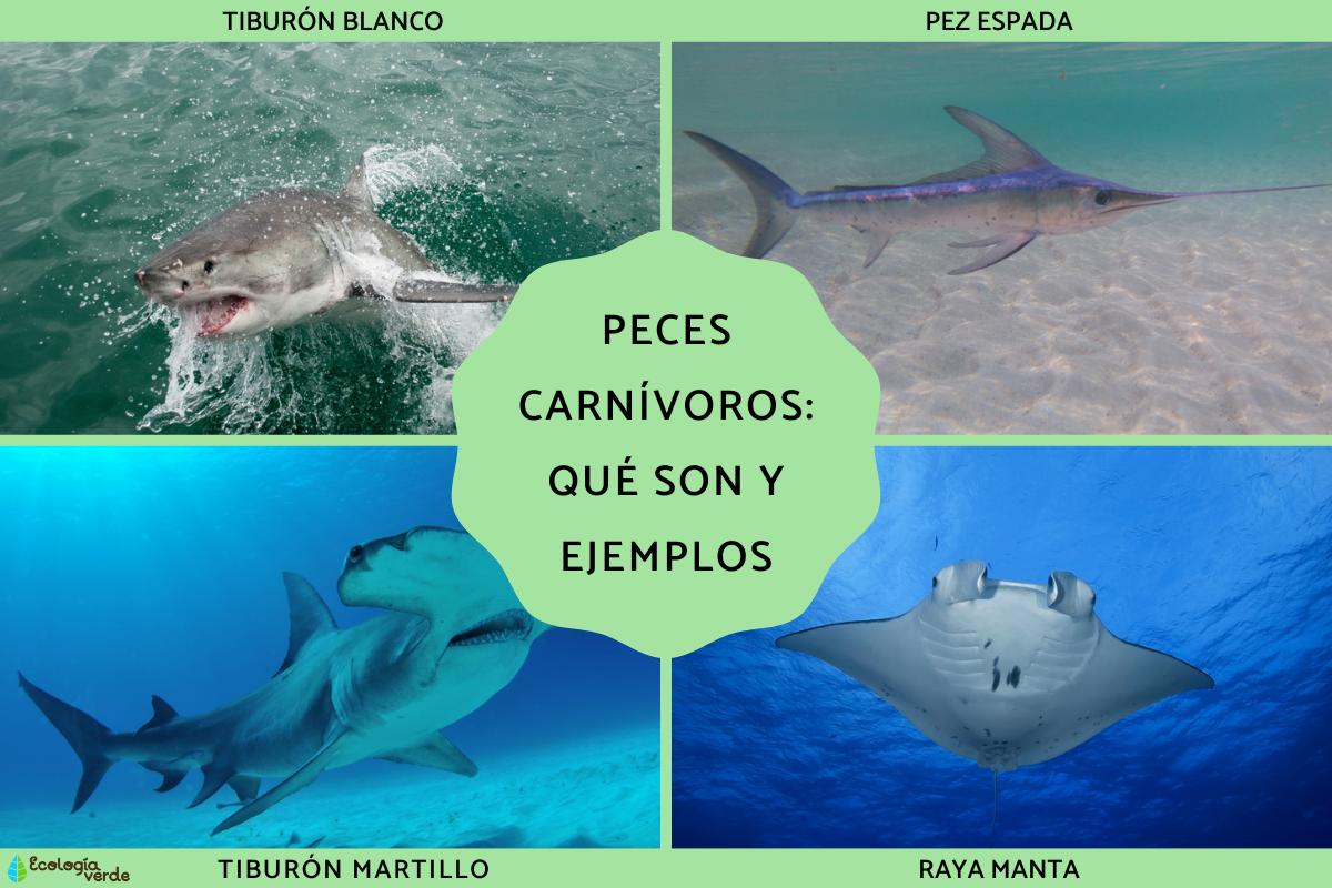 Peces carnívoros: qué son y ejemplos