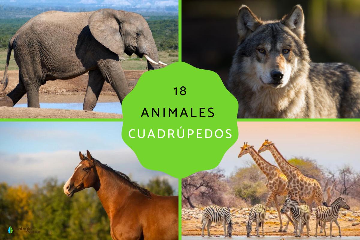 Animales cuadrúpedos: ejemplos y lista