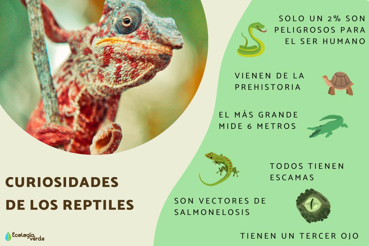Curiosidades de los reptiles