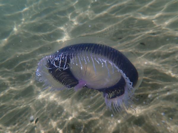 Medusas del Mediterráneo - Medusa aequorea (Aequorea forskalea)