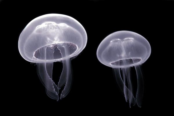 Medusas del Mediterráneo - Medusa común (Aurelia aurita)