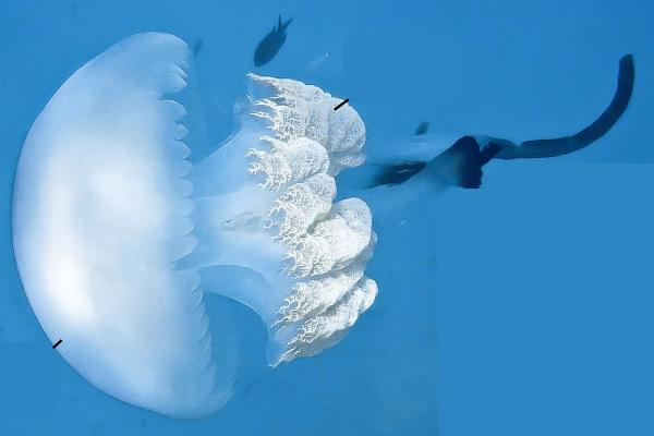 Medusas del Mediterráneo - Medusa gigante (Rhizostoma luteum)