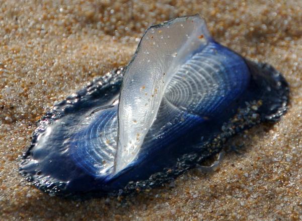 Medusas del Mediterráneo - Medusa velero (Velella velella)