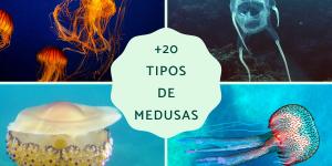 Medusas del Mediterráneo