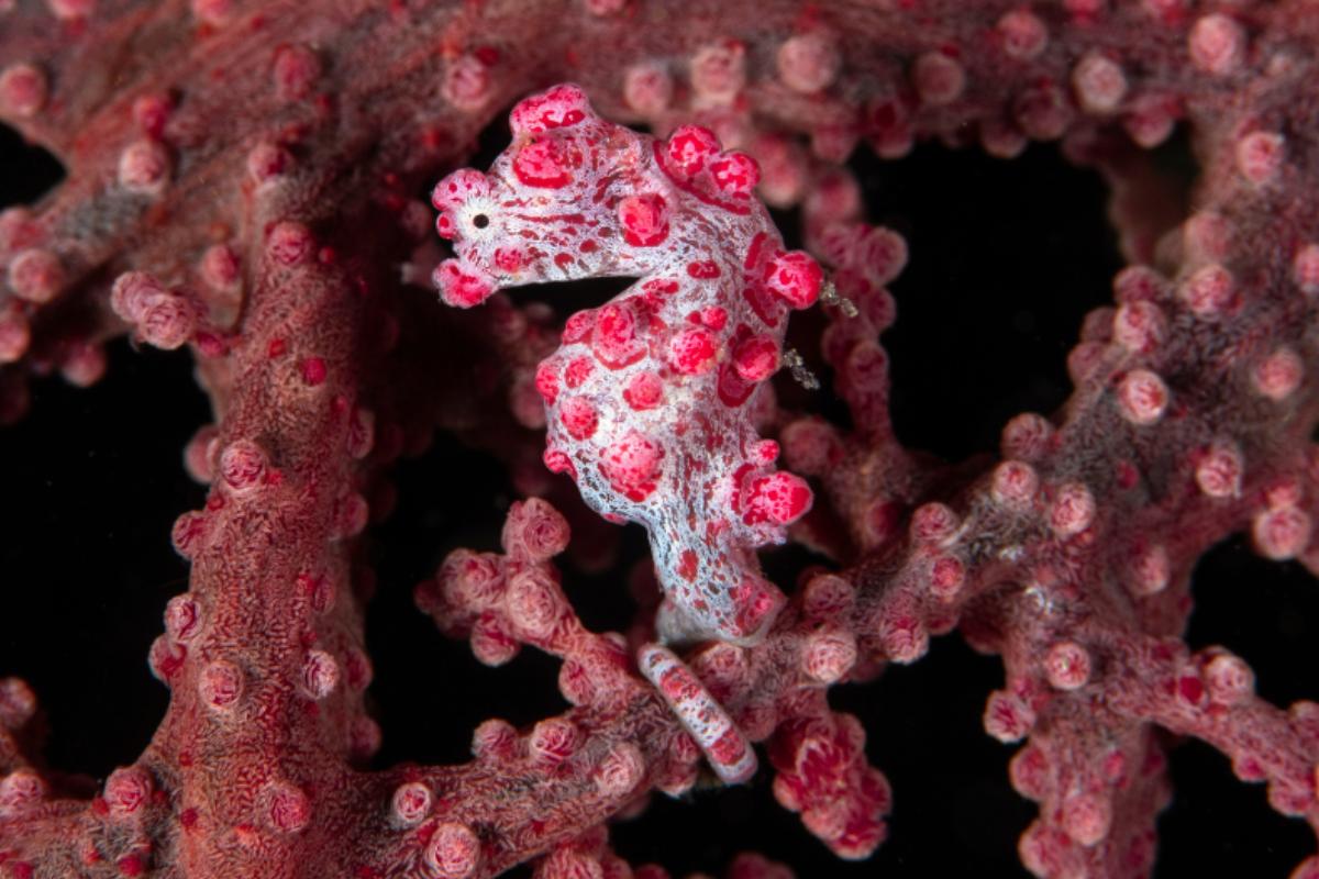 Caballito de mar pigmeo