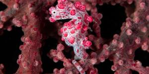 Caballito de mar pigmeo