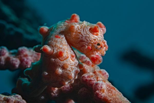 Caballito de mar pigmeo - Comportamiento del caballito de mar pigmeo