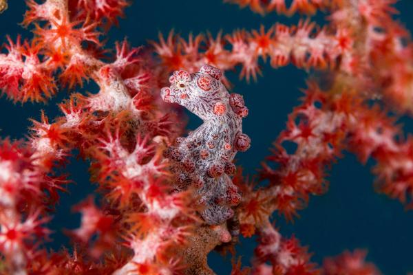 Caballito de mar pigmeo - Dónde vive el caballito de mar pigmeo