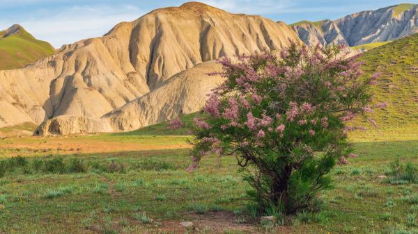 Hace 200 años lo plantaron para frenar la erosión de los ríos: el árbol invasor de EE.UU. que aún no consiguen eliminar - La genética reveló que los tamariscos invasores eran híbridos