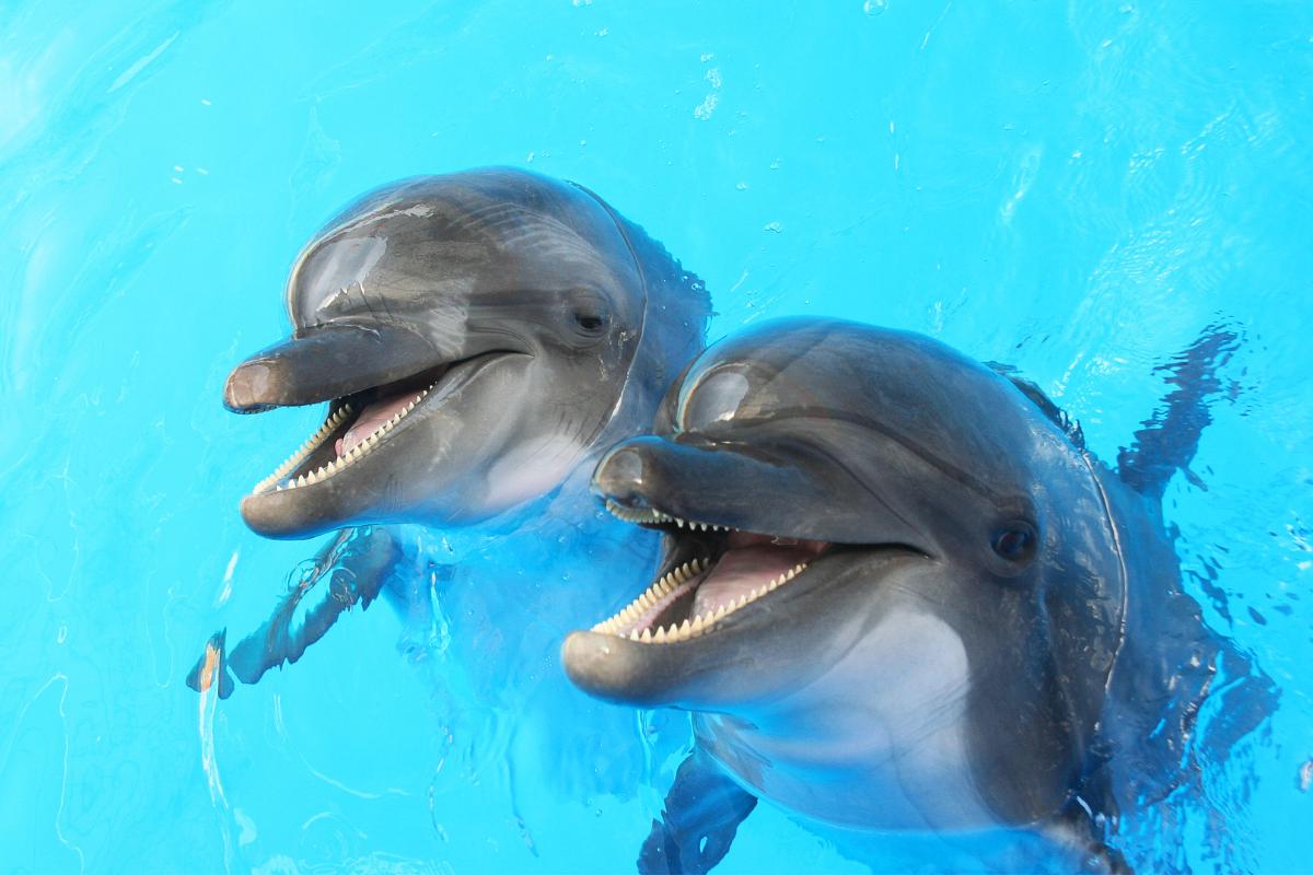 ¿Los delfines son peligrosos?