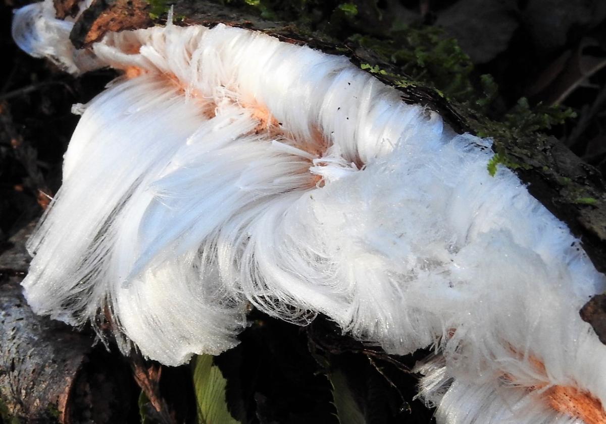 Pelo de hielo: qué es y por qué se forma