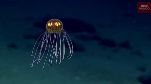 Fosa de las Marianas: profundidad, dónde está y animales - Animales de la Fosa de las Marianas