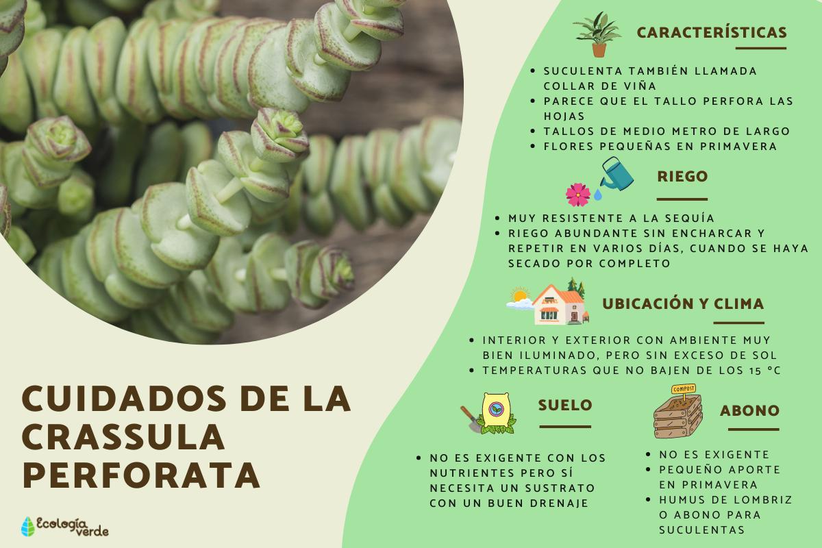 Crassula perforata: cuidados