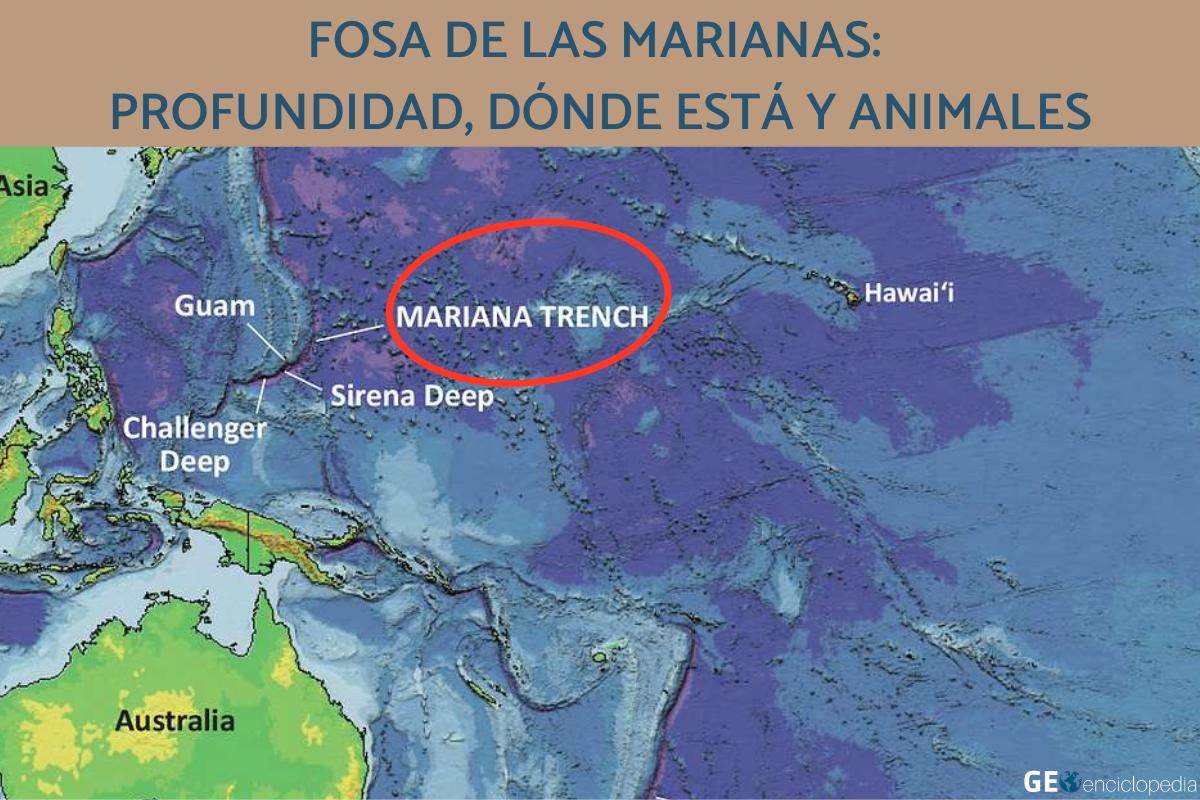 Fosa de las Marianas: profundidad, dónde está y animales