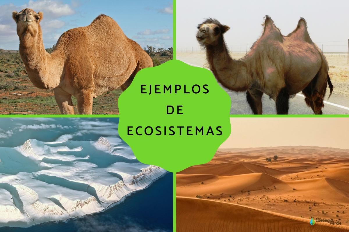 Tipos de ecosistemas terrestres y ejemplos