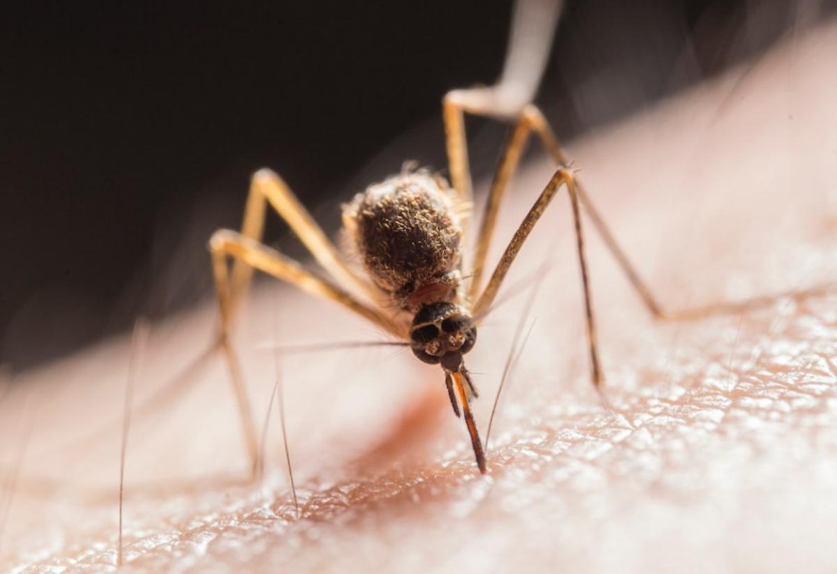 ¿Los mosquitos tienen dientes?