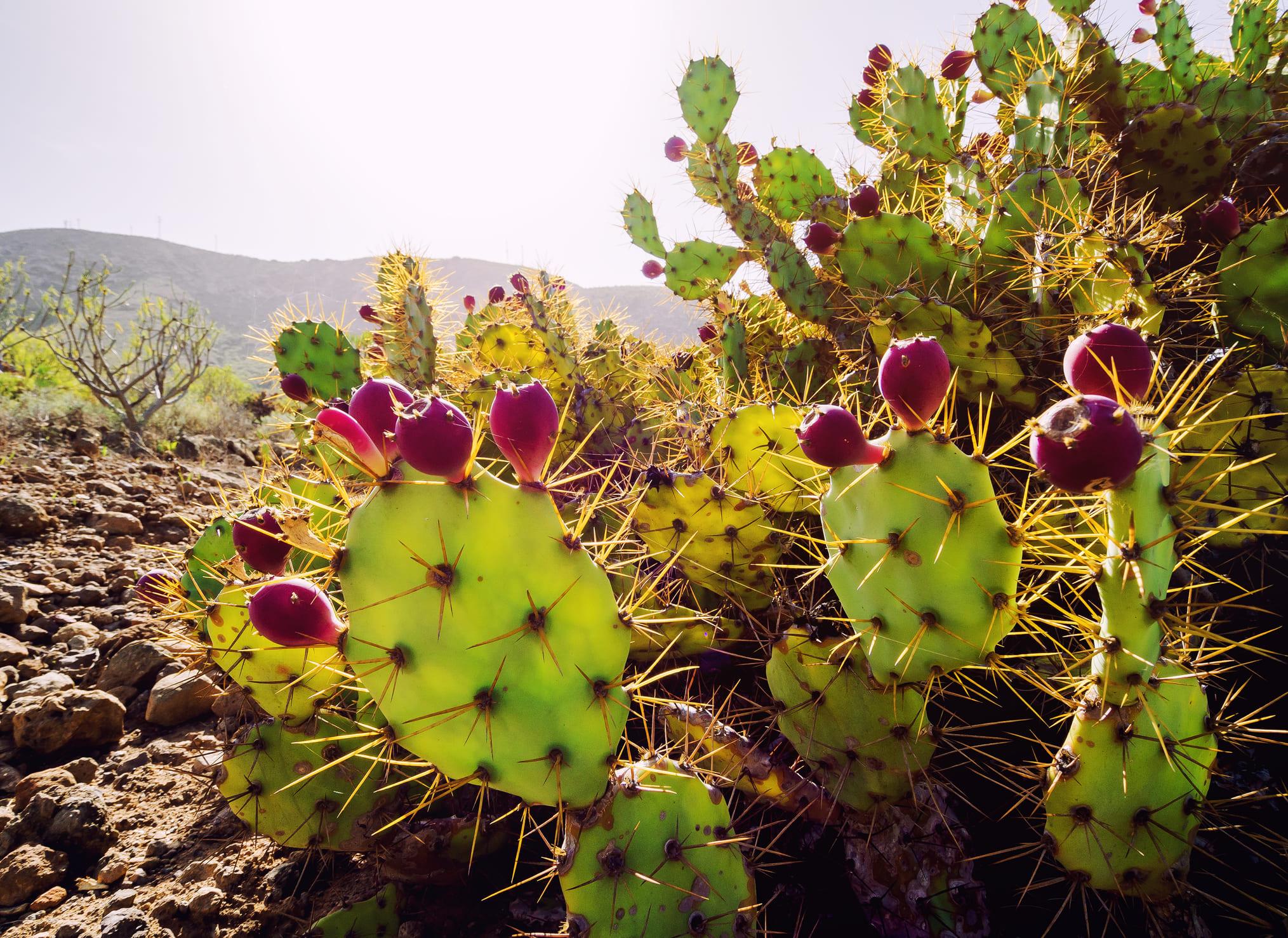 18 Tipos De Nopal Y Sus Características Guía Completa 6186