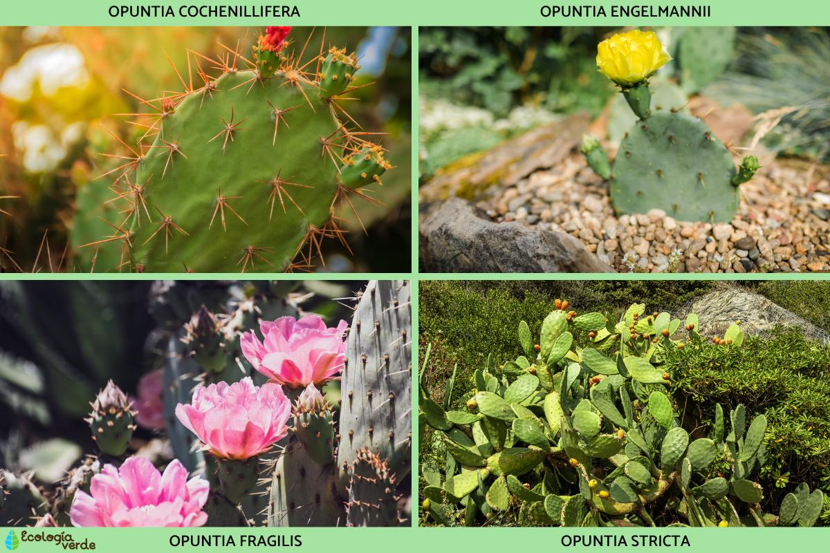 18 tipos de nopal y sus características Guía completa