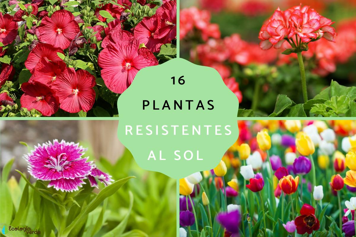 Plantas resistentes al sol