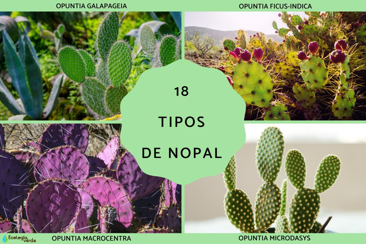 Tipos de nopal y sus características