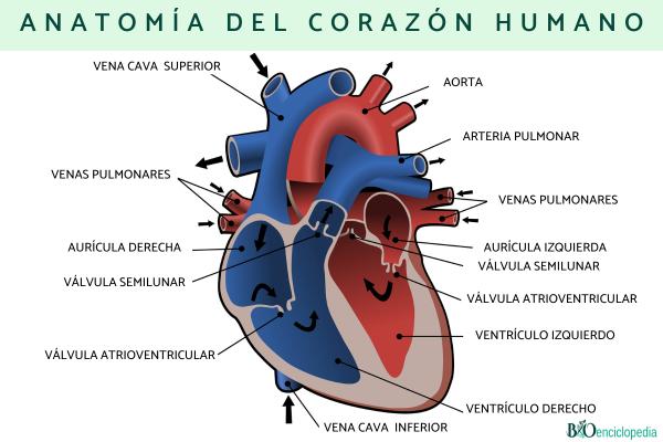 Corazón humano: anatomía y función - Anatomía del corazón humano 