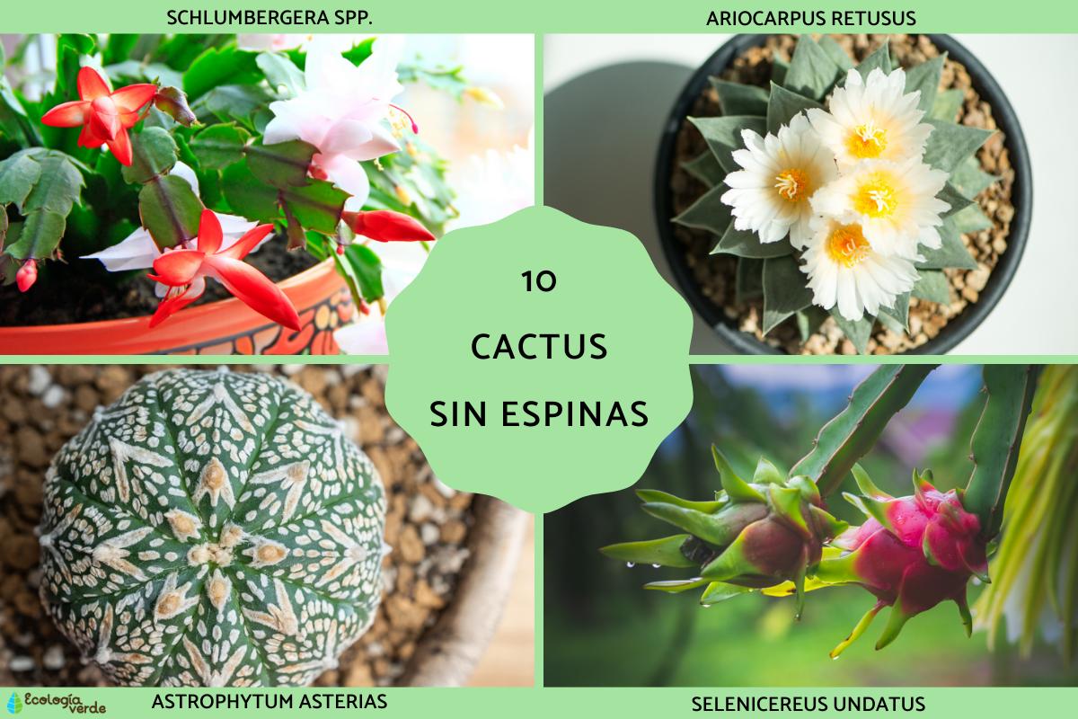 Cactus sin espinas
