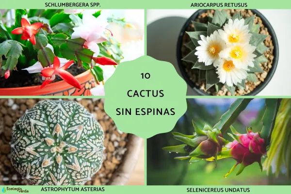 10 cactus sin espinas - Nombres y fotos