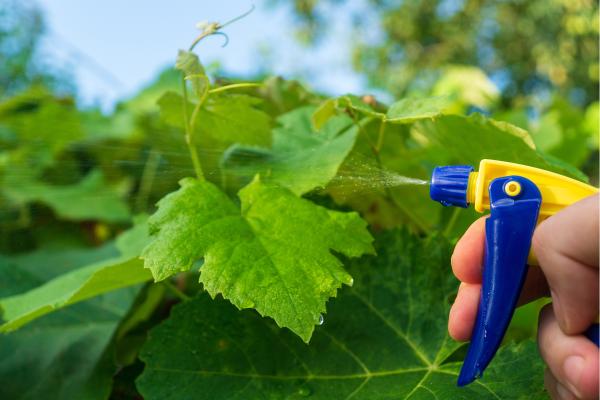 Vinagre para las plantas: para qué sirve, cómo usarlo y precauciones - ¿Cómo usar el vinagre para las plantas correctamente? 