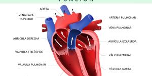 Corazón humano: anatomía y función