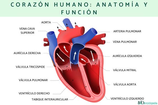 Corazón humano: anatomía y función