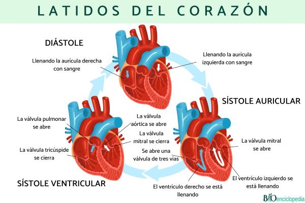 Corazón humano: anatomía y función - Latidos del corazón 