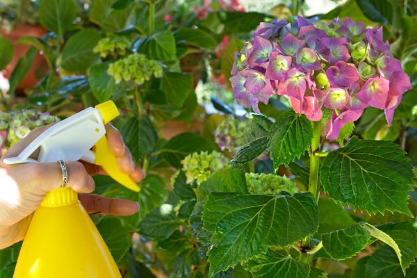 Vinagre para las plantas: para qué sirve, cómo usarlo y precauciones - ¿Para qué sirve el vinagre para las plantas y cuáles son sus beneficios?