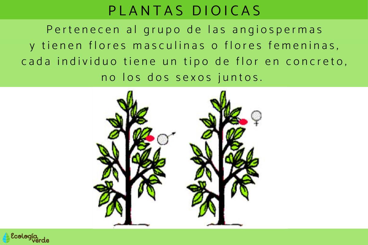 Plantas dioicas: qué son y ejemplos