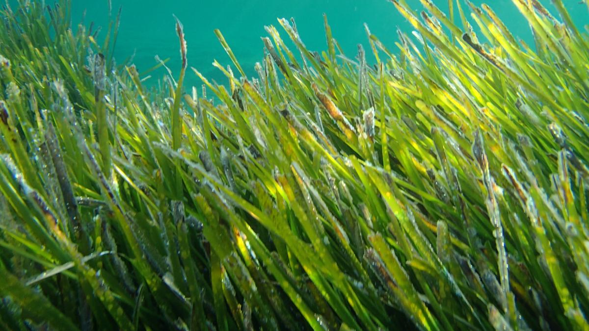 Posidonia oceanica o praderas de posidonia: ¿qué es, cuál es su hábitat y para qué sirve?