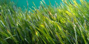 Posidonia oceanica o praderas de posidonia: ¿qué es, cuál es su hábitat y para qué sirve?
